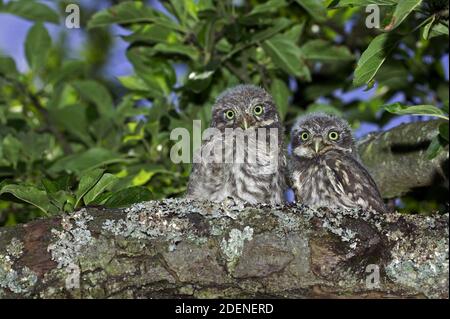 Kleine Eule, athene noctua, Youngs Standing on Branch, Normandie Stockfoto