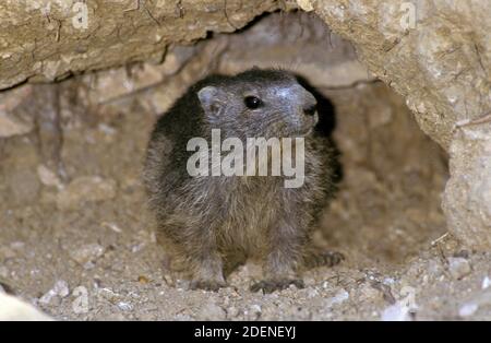 Alpine Marmot, marmota marmota, Erwachsener stehend in Den Stockfoto