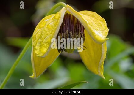 Nahaufnahme einer goldenen Tiara clematis (clematis tangutica) Blume in Blüte Stockfoto