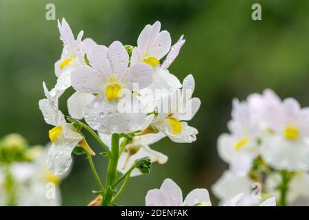 Makroaufnahme von wisley Vanille Nemesia Blumen in Blüte Stockfoto
