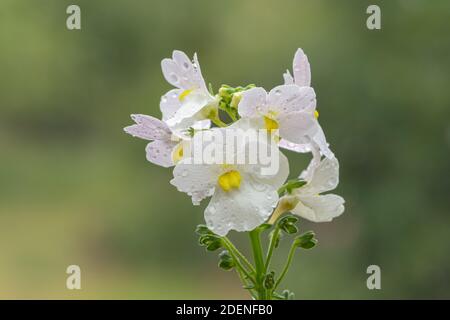 Makroaufnahme von wisley Vanille Nemesia Blumen in Blüte Stockfoto