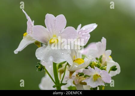Makroaufnahme von wisley Vanille Nemesia Blumen in Blüte Stockfoto