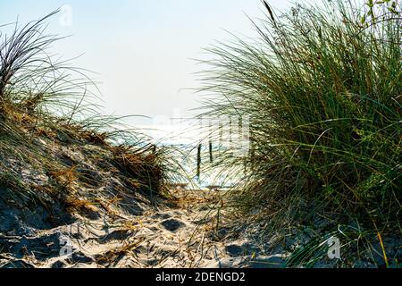 Kleiner Weg durch die Sanddünen, der an einem heißen Sommertag zum Strand führt. Stockfoto