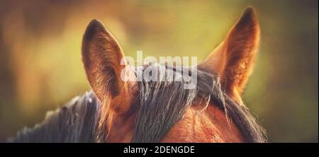 Schöne flauschige Ohren eines Bay Horse, im Sommer von warmem Sonnenlicht beleuchtet. Viehzucht. Wildpferd. Stockfoto