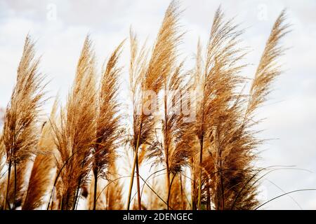 Goldenes trockenes Schilf oder Pampagras gegen den Himmel Stockfoto