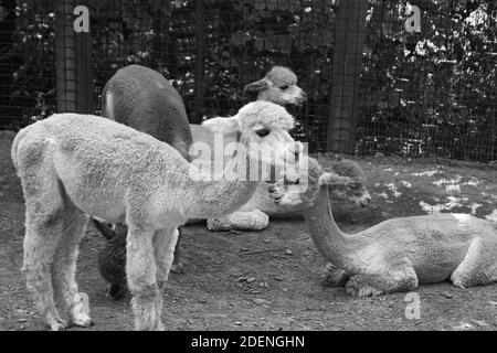 Sehr entzückende Alpakas, die in ihrer Gruppe kauen oder einfach nur im Pittsburgh Zoo entspannen. Stockfoto