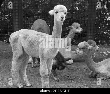 Sehr entzückende Alpakas, die in ihrer Gruppe kauen oder einfach nur im Pittsburgh Zoo entspannen. Stockfoto