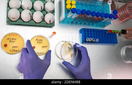 Wissenschaftliche Probenahme von Eiern in schlechtem Zustand, Analyse der Vogelgrippe beim Menschen, konzeptuelles Bild Stockfoto