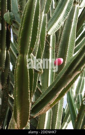 Roter Peruanischer Apfel Auf Kaktuspflanze Stockfoto