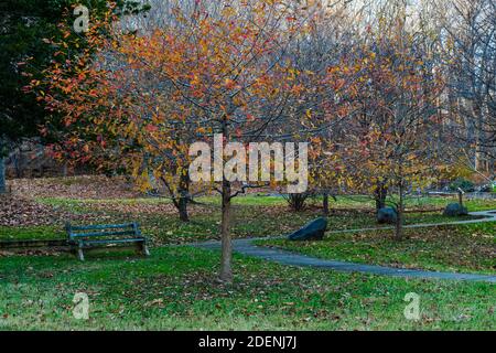 Die Blätter ändern ihre Farbe und fallen mit zu Boden Der Wechsel vom Herbst zum Winter Stockfoto