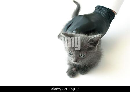 Entziehen Nahaufnahme auf der Haut einer Katze. Krankheiten von Haustieren. Behandlung von Pilzkrankheiten beim Tierarzt Stockfoto