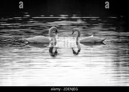 Schwarz-Weiß-Bild eines Paares stummer Schwäne, die in einem See schwimmen. Spiegelung der Vögel im Wasser. Stockfoto