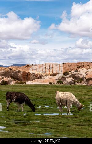 Einige Lamas (Kameliden aus Südamerika) fressen Gras im Südwesten des altiplano in Bolivien Stockfoto