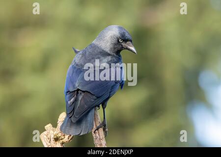 Jackdaw, Corvus monedula auf einem Zweig in der britischen Landschaft thront Stockfoto