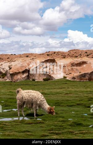 A llama (Kamelide aus Südamerika) Gras essen im Südwesten des altiplano in Bolivien Stockfoto