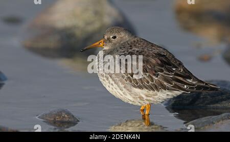 Purple Sandpiper, Calidris maritima im Wintergefieder, im Wasser stehend Stockfoto