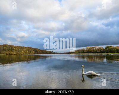 Eleganter Schwan, der den Fluss hinunter gleitet, mit schönen Reflexen Stockfoto