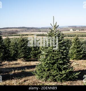 Schöner Weihnachtsbaum im Feld auf der lokalen Baumfarm. Stockfoto