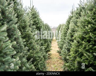 Weihnachtsbäume in einer Reihe auf der lokalen Baumfarm. Stockfoto