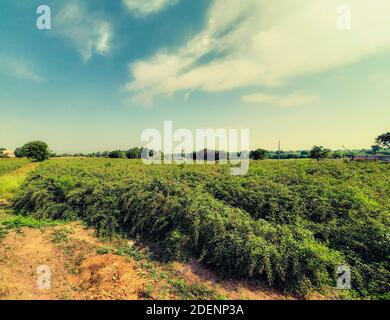 Ein grünes Feld von Taubenerde mit frischem blauen Himmel. Stockfoto