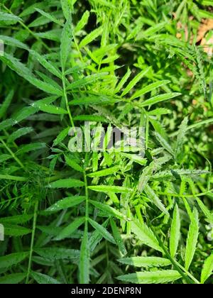 Eine grüne Ringelblume Pflanzen Blätter für hd-Tapete. Stockfoto