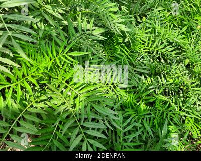 Eine grüne Ringelblume Pflanzen Blätter für hd-Tapete. Stockfoto