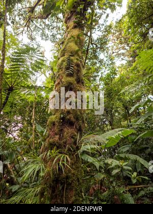 Wandern Sie durch den Regenwald von Costa Rica. Bromelien, Farne, selaginella und andere Epiphyten wachsen auf den Bäumen. So viele verschiedene Grüntöne. Stockfoto
