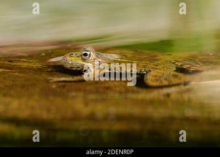 Gewöhnlicher Frosch (Pelophylax perezi), der sich auf der Wasseroberfläche sonnt. Bild aufgenommen in einem See in León, Spanien. Stockfoto