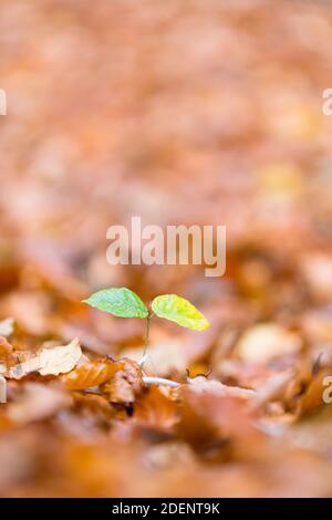 Neuanfänge - ein winziger Buchenbaumkeimling, der im Herbst in einem Wald in Nordostengland auf dem Waldboden wächst. Stockfoto