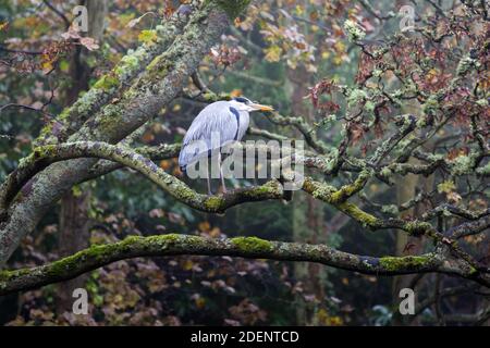 Reiher auf einem Baumzweig im Regen durch die Fluss an einem nassen Tag im Herbst Stockfoto