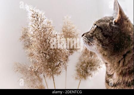 Makrele tabby Katze und trocken flauschige Schilfzweige, Pampas Gras, selektiver Fokus, neutrale Palette, Abstrakt natürlichen Hintergrund. Phragmites australis, beige Stockfoto