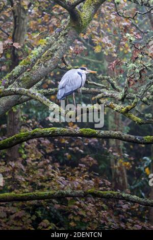 Reiher auf einem Baumzweig im Regen durch die Fluss an einem nassen Tag im Herbst Stockfoto