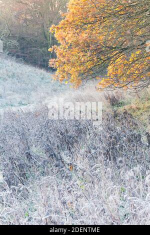 Frost geschnürte Gräser und goldene Eichenbaumblätter auf einem Schöner Wintertag Stockfoto