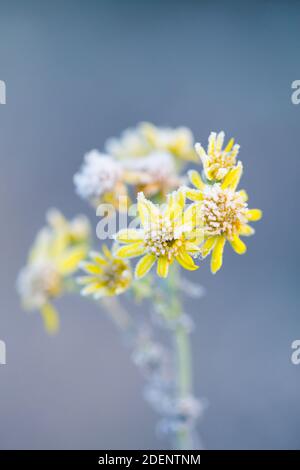 Frost geschnürte gelbe Gänseblümchen Wiese Blumen auf einem schönen Winter Tag Stockfoto