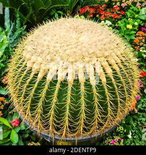 Großer goldener Fass Ball Kaktus in Blumentopf für den Einzelhandel Verkauf Stockfoto