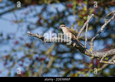 Brown Shrike, Warham Green, Norfolk Stockfoto