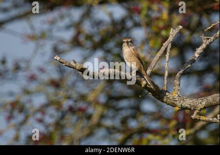 Brown Shrike, Warham Green, Norfolk Stockfoto