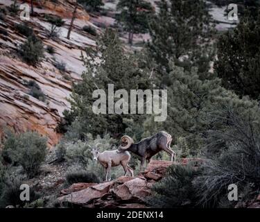 Ein Paar Bighorn Schafe klettern auf Felsen mit Bäumen im Hintergrund im Zion National Park, Utah Stockfoto