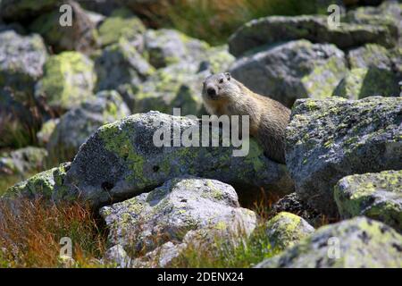 Marmot in Chocholowska Tal, Tatra, Polen Stockfoto