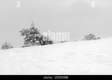 Schwarz-weiße Winterlandschaft. Schneebedeckte Weihnachtsbäume in Schneeverwehungen. Wüste Winter Hintergrund mit Platz für Text. Monochromes Märchenland Stockfoto