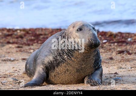 Großes Grau (atlantische Dichtung) am Strand in Norfolk England Stockfoto