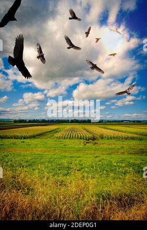 Schar bedrohlicher, um die türkei kreisenden Geier schweben hoch oben Der Himmel Stockfoto