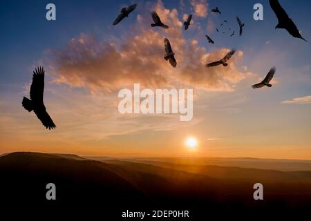 Schar bedrohlicher, um die türkei kreisenden Geier schweben hoch oben Der Himmel Stockfoto
