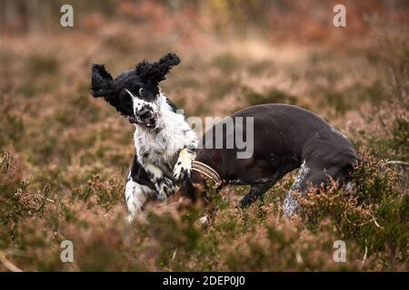 Ein Springer Spaniel, der mit einem deutschen Kurzhaarzeiger spielt Wimbledon Common Stockfoto