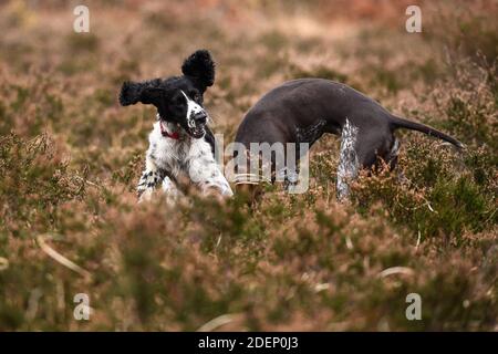 Ein Springer Spaniel, der mit einem deutschen Kurzhaarzeiger spielt Wimbledon Common Stockfoto