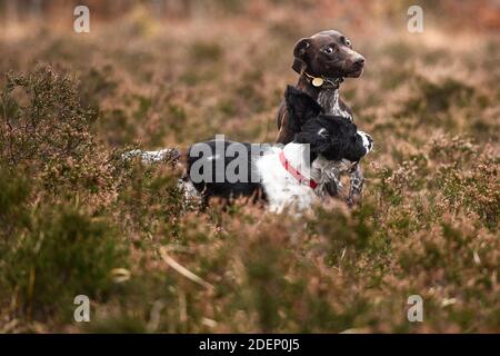 Ein Springer Spaniel, der mit einem deutschen Kurzhaarzeiger spielt Wimbledon Common Stockfoto