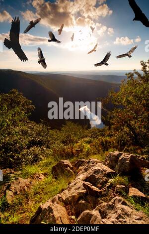 Schar bedrohlicher, um die türkei kreisenden Geier schweben hoch oben Der Himmel am Berg Minsi und Tammany Stockfoto