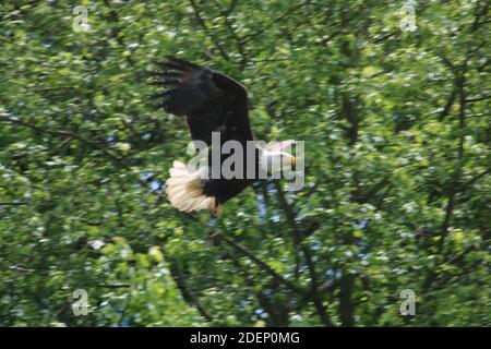 Weißkopfseeadler Flucht Stockfoto