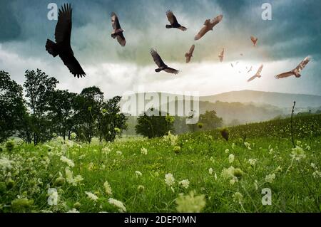 Schar bedrohlicher, um die türkei kreisenden Geier schweben hoch oben Der Himmel Stockfoto