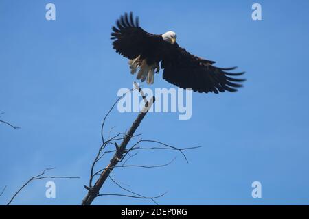 Bald Eagle beim Start Stockfoto